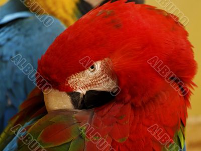 Parrot