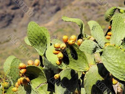 Opuntia ficus-indica