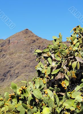 Opuntia ficus-indica