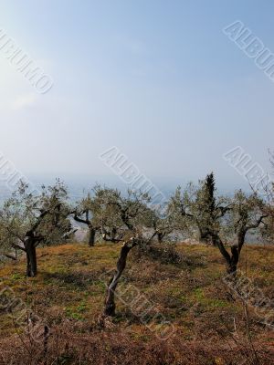 Olive Trees