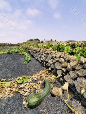 Vineyard, Tiagua, Lanzarote