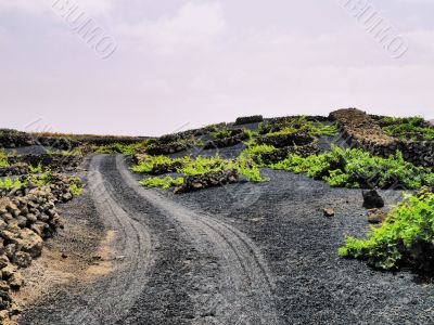 Vineyard, Tiagua, Lanzarote