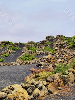Vineyard, Tiagua, Lanzarote