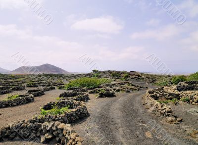 Vineyard, Tiagua, Lanzarote