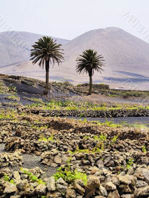 Vineyard, Tiagua, Lanzarote