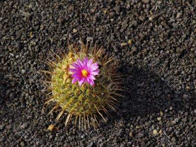 Cactus Garden on Lanzarote