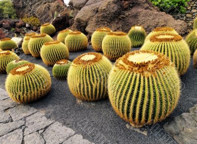 Cactus Garden on Lanzarote