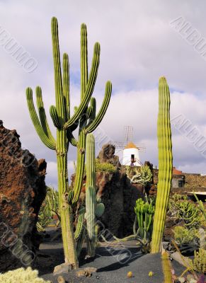 Cactus Garden on Lanzarote