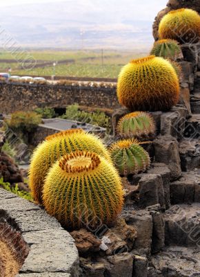 Cactus Garden on Lanzarote