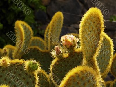 Cactus Garden on Lanzarote