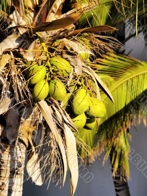 Palms on Lanzarote