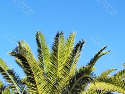 Palms on Lanzarote
