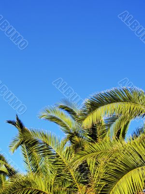 Palms on Lanzarote