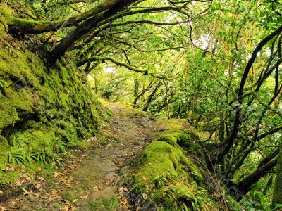 Anaga, Tenerife