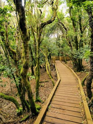 Anaga, Tenerife