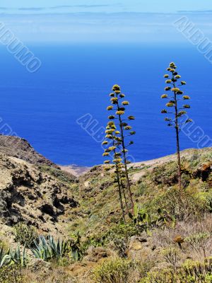 Tenerife