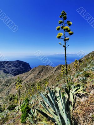 Tenerife