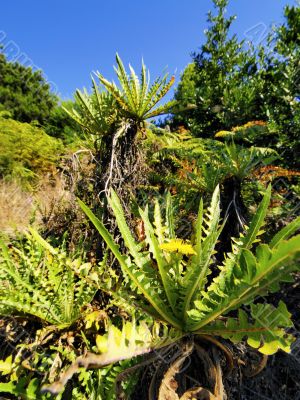 Garajonay National Park