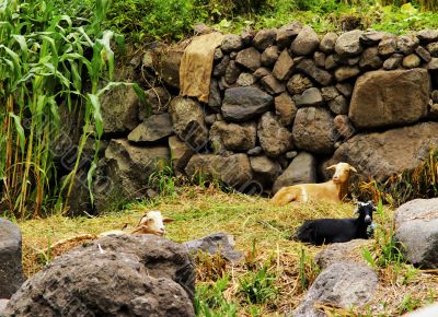 Hermigua on Gomera