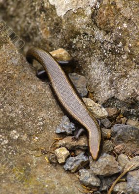 La Gomera Skink