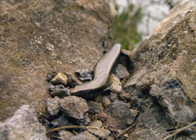 La Gomera Skink