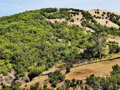 Saint Tree on Hierro