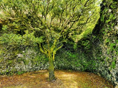 Saint Tree on Hierro