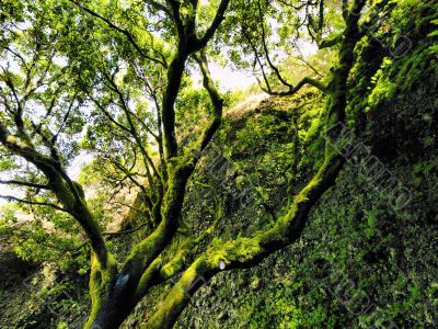 Saint Tree on Hierro
