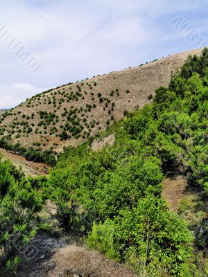 Saint Tree on Hierro