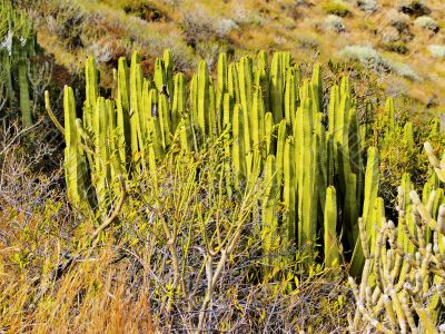 Cactus