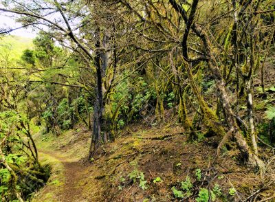 Laurel Forest