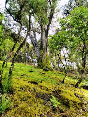 Laurel Forest
