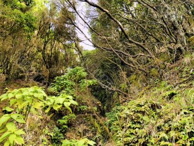 Laurel Forest