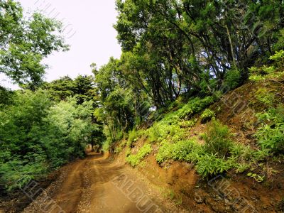 Laurel Forest