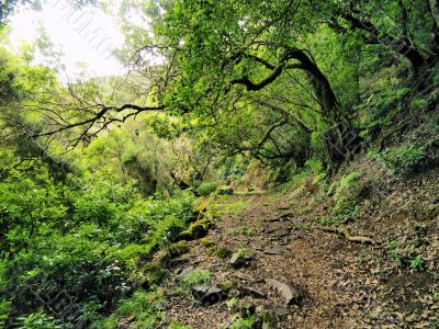 Laurel Forest