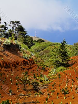 Planted Trees on Hierro