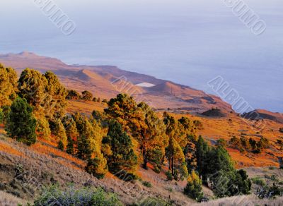 Pine Forest on Hierro