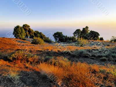 Pine Forest on Hierro