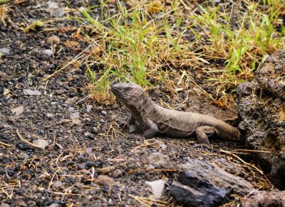 Giant Lizard from Hierro