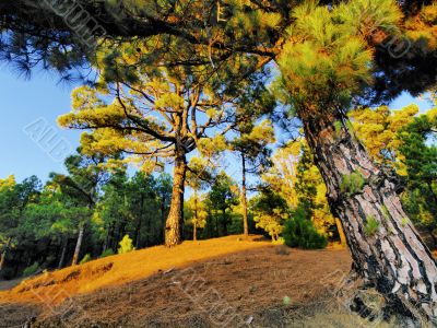 Pine Forest on Hierro