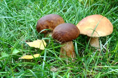 Three beautiful fungus among the grass in the forest.