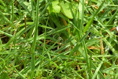 Dew on Grass