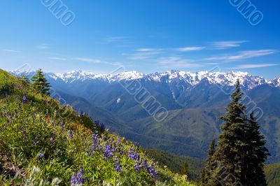 Hurricane Ridge