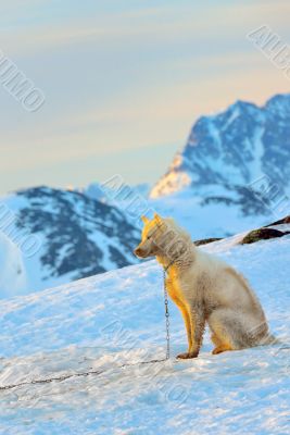 greenland dog