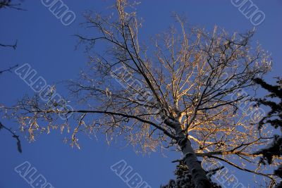 Crown of tree in sunset light