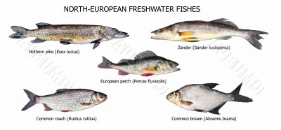European fishes