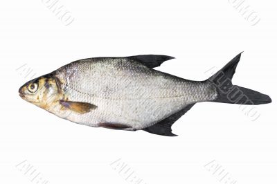 Common bream