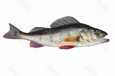 European perch