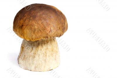 White mushroom. Presented on a white background