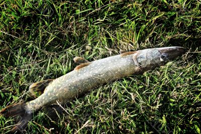 Pike lies on the green grass.